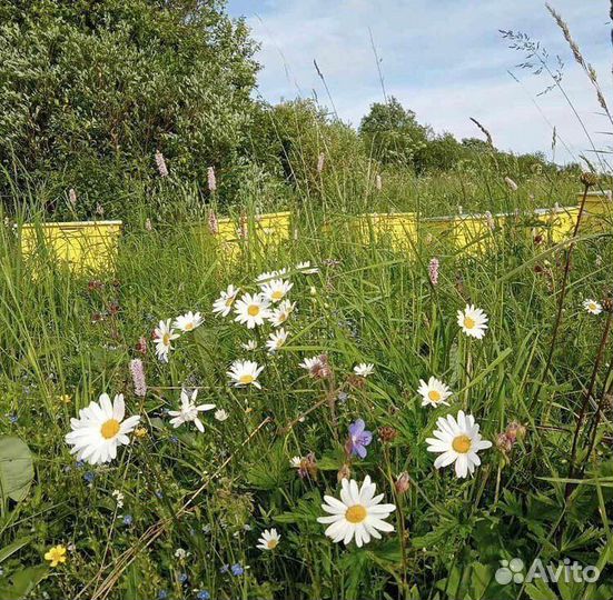 Мед Мёд натуральный с собственной пасеки