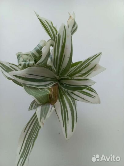 Традесканция отростки, отдам бесплатно