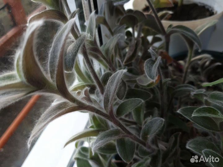 Комнатные цветы