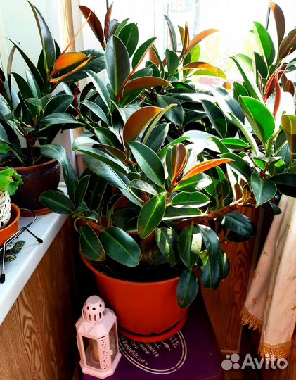 Фикус Мелани