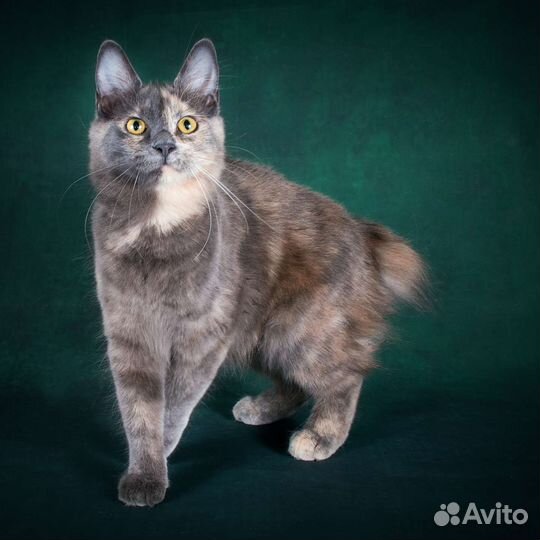 Кошки курильский бобтейл