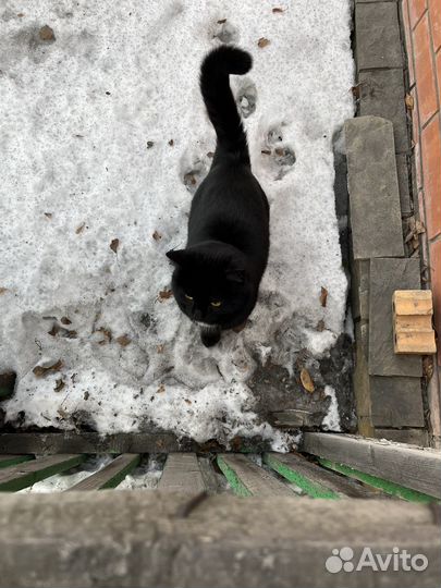 Потерялся кот