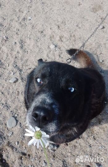 Собака в добрые руки отдам бесплатно