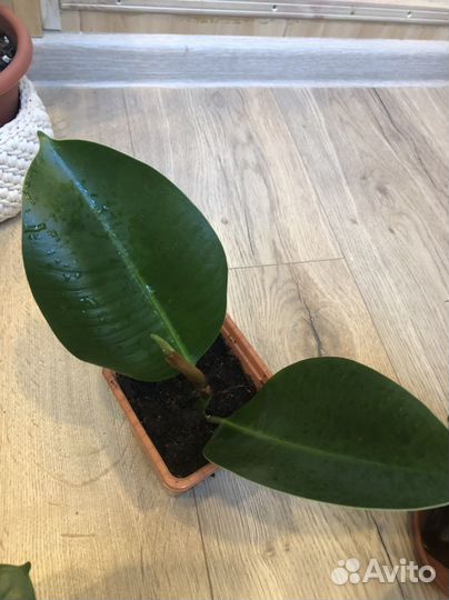 Комнатные цветы