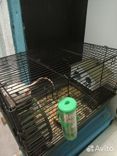 Крыса с клеткой