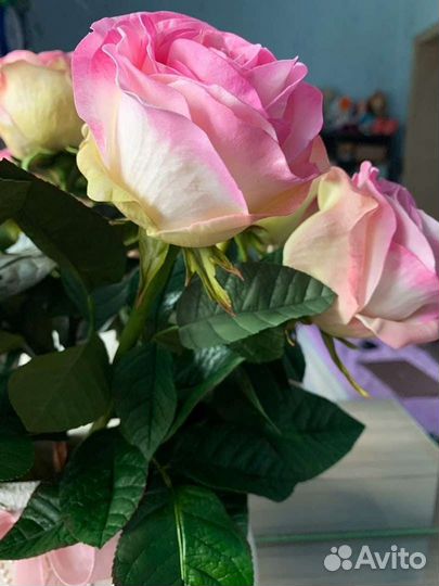 Листья розы