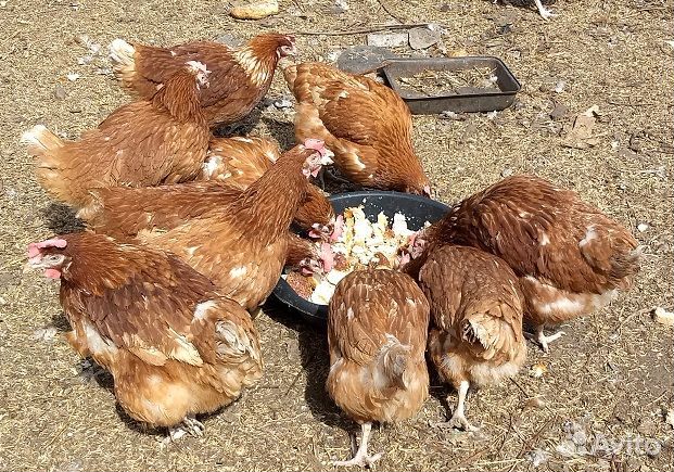 Куры несушки