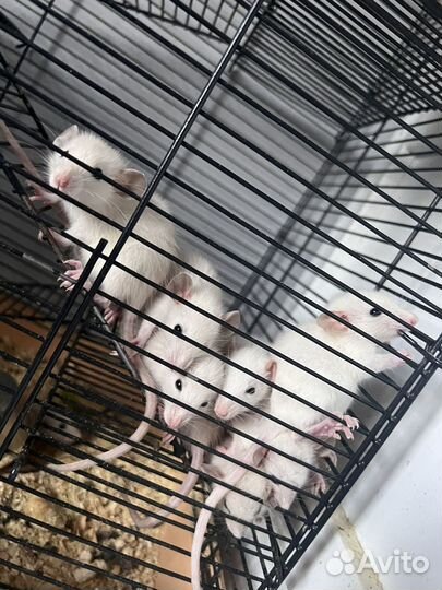 Крыски дамбо