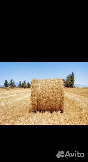 Солома в рулонах пшеничная
