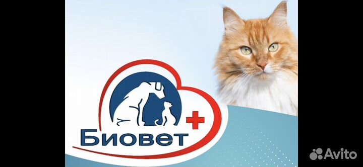 Ассистент ветеринарного врача