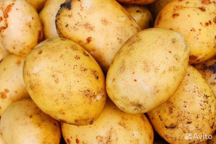 Картофель Адретта на разведение