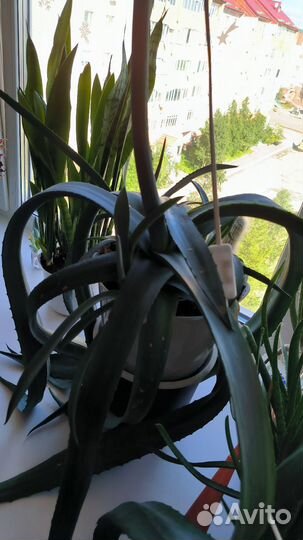 Домашние растения