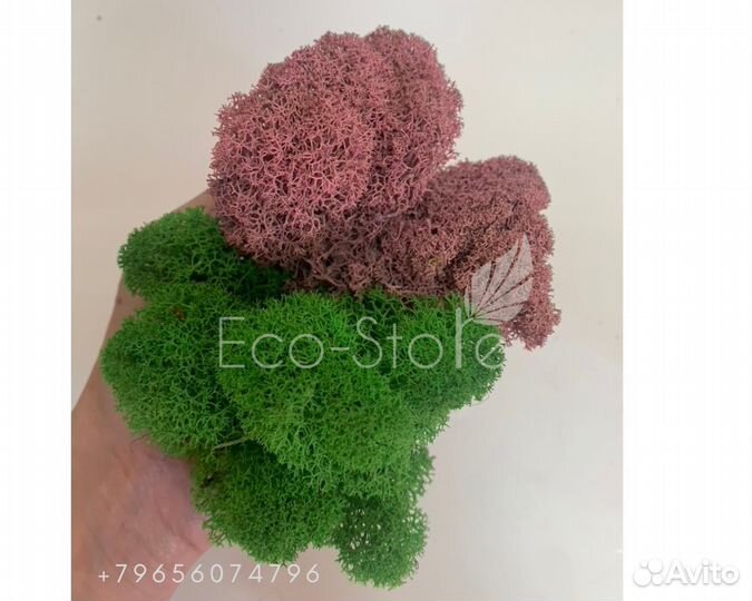 Стабилизированный мох