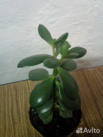 Денежное дерево высота 28 см