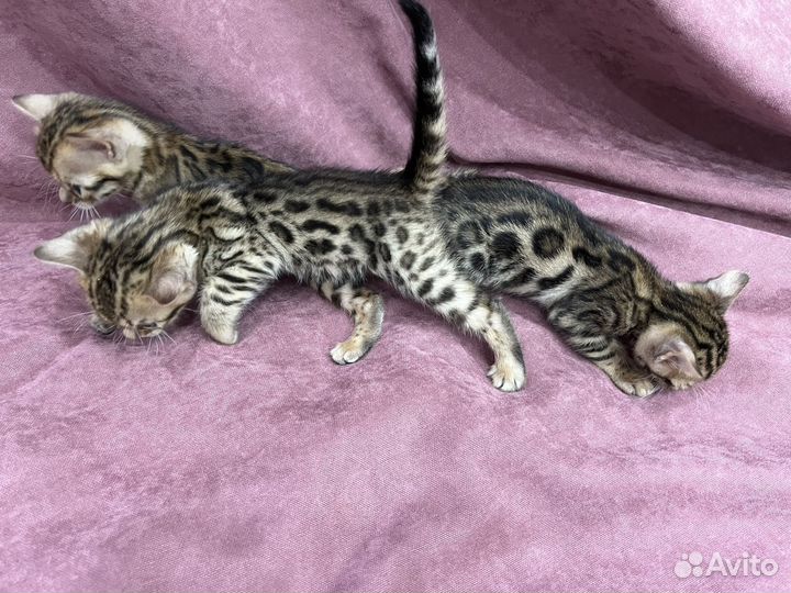 Бенгальская