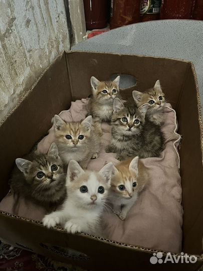 Котята в добрые руки