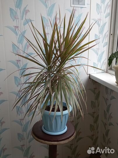 Комнатные растения Драцена