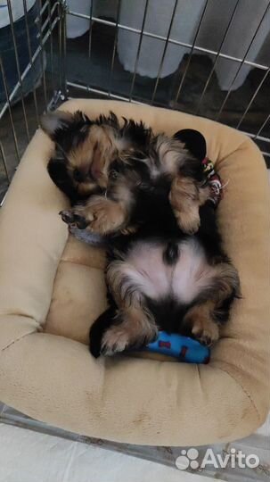 Йоркширский терьер мини беби фейс