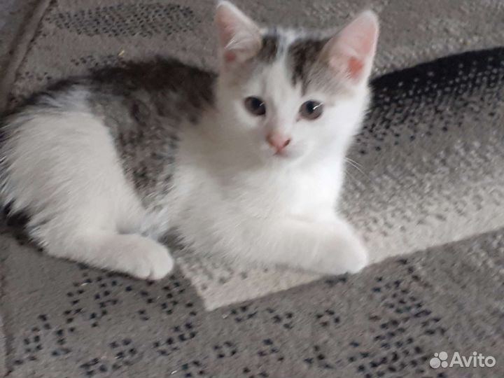 Отдам котят