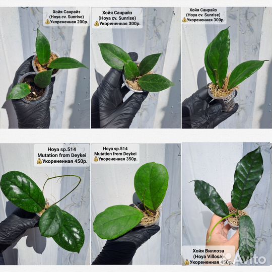 Хойи разные сорта
