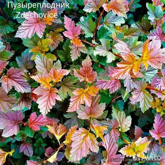 Пузыреплодники