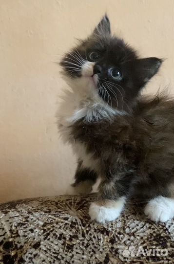 Котенок девочка в добрые руки