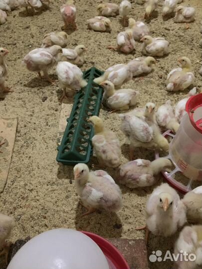 Инкубационное яйцо цыплята несушек бройлеров
