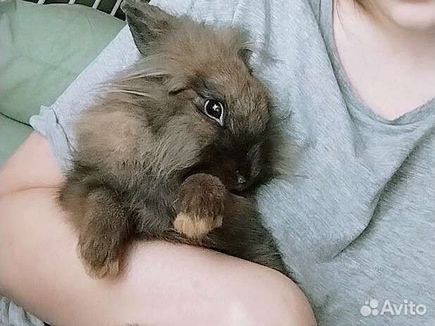 Декоративный кролик