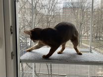 Балкон для кота, съемный
