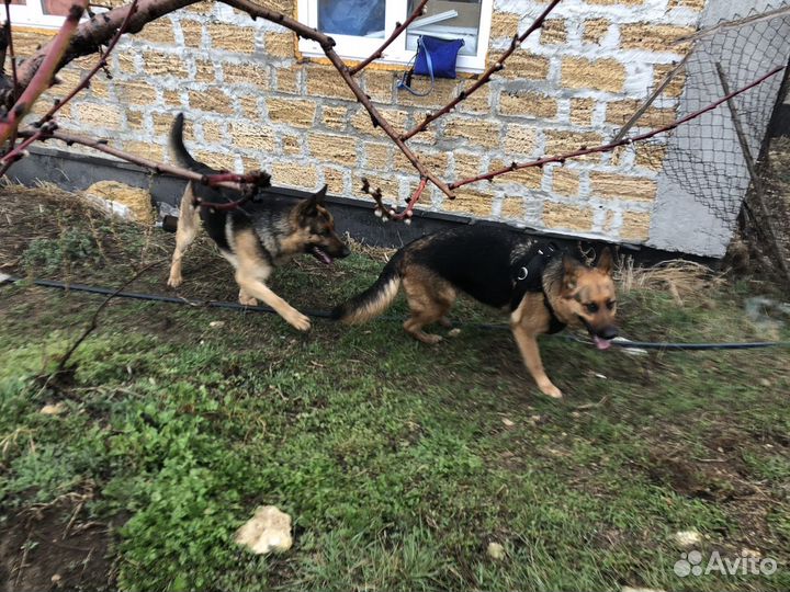 Вязка кобеля немецкой овчарки бесплатно