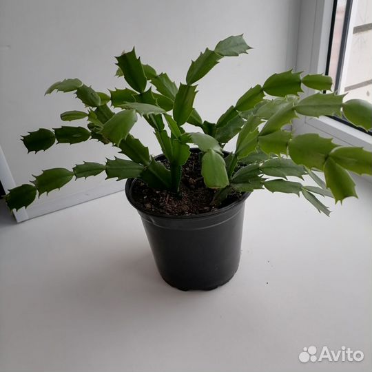 Декабрист (шлюмбергера), комнатный цветок