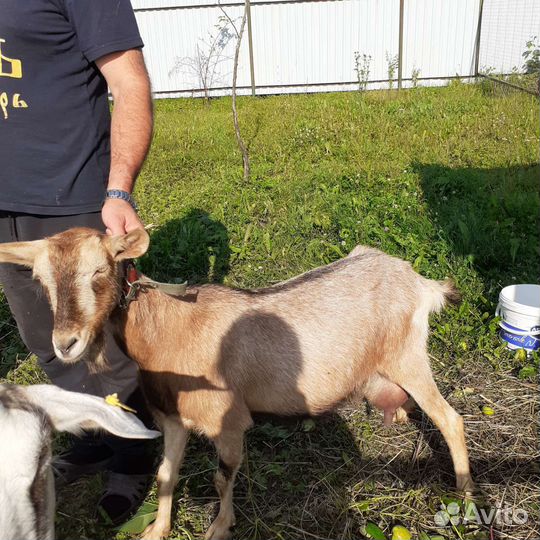Козы дойные