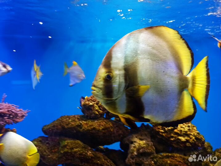 Из Ижевска в Калининград с экскурсиями под ключ