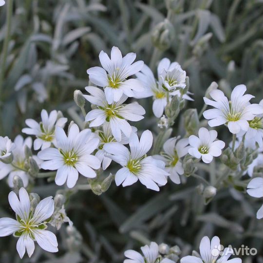 Ясколка почвопокровник