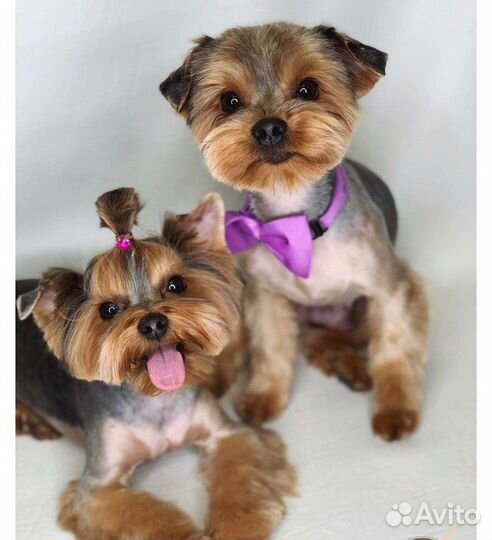 Стрижка собак в Новоселье