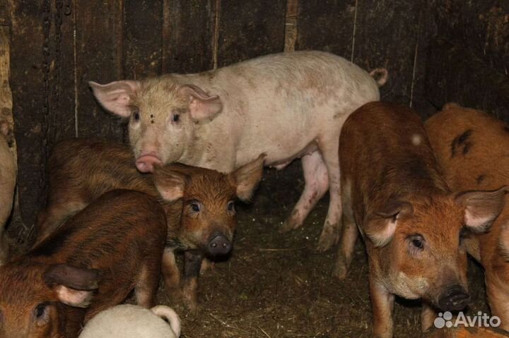 Поросята