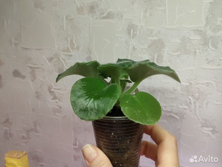 Фиалка Белая лилия