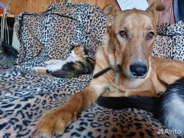 Хороший пёс без дома