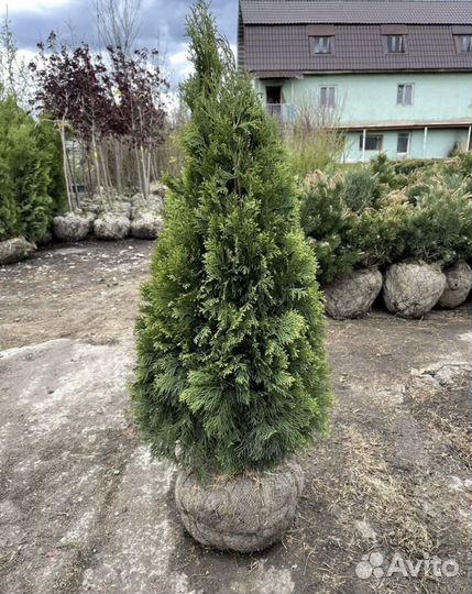 Туя Смарагд