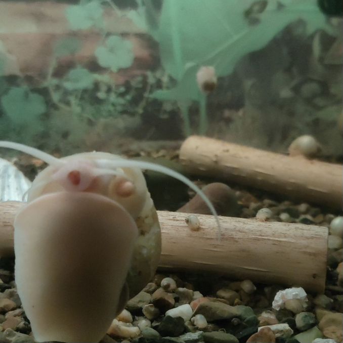 отдам бесплатно Купить недорого аквариум и рыбок 🐠 в Перми