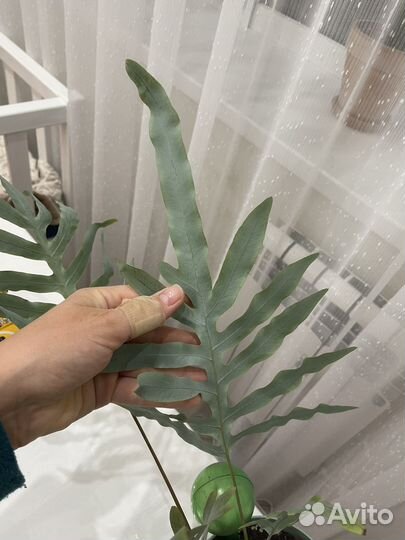 Флебодиум блю стар