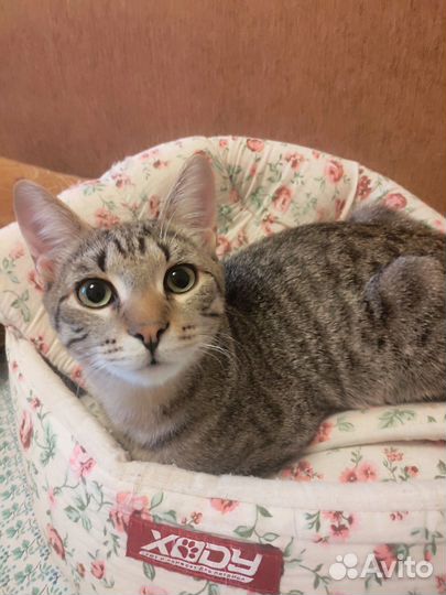 Котик- шпротик