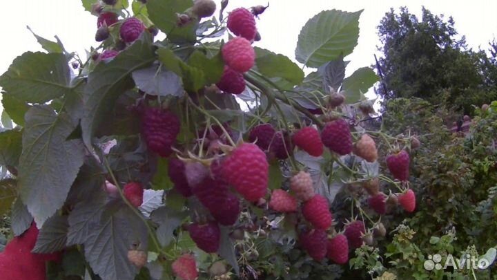 Саженцы ранней ремонтантной малины