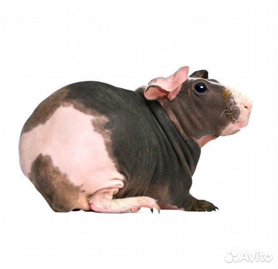 Морская свинка Скини