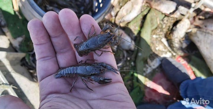 Мальки рака