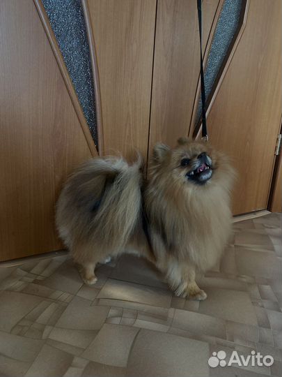 Грумер/ Стрижка собак разных пород
