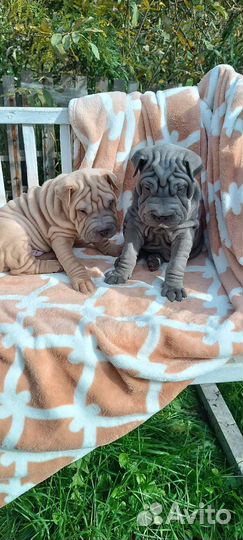 Щенки шарпей