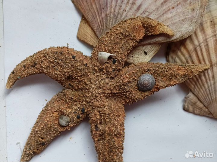 Морские ракушки раковины большие звезды