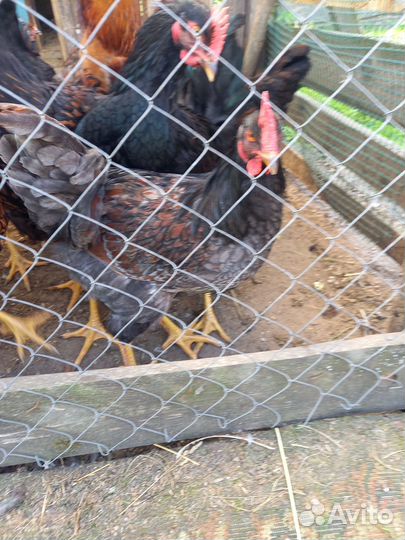 Молодые петушки