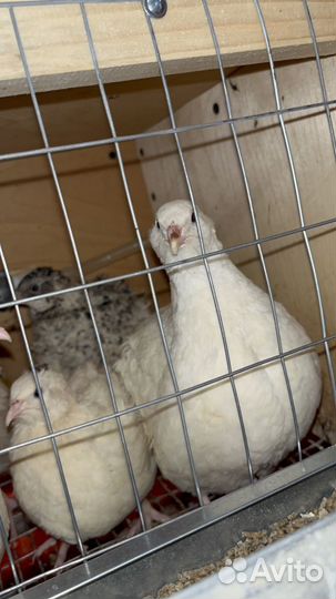 Перепела техасцы утяжеленные и фараон серебро